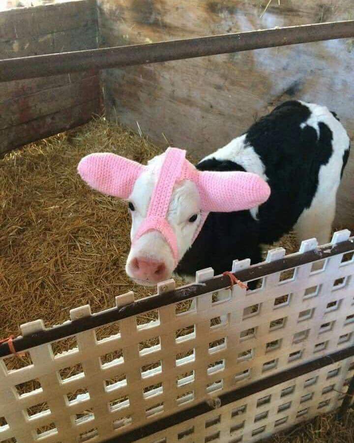 Irish farmer knits ear warmers for calves during the cold months.