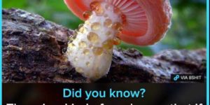 Mushrooms, a factoid.