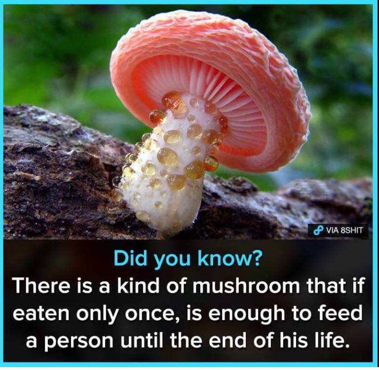 Mushrooms, a factoid.