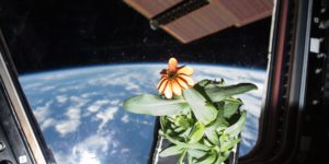 Growing flowers inside the International Space Station