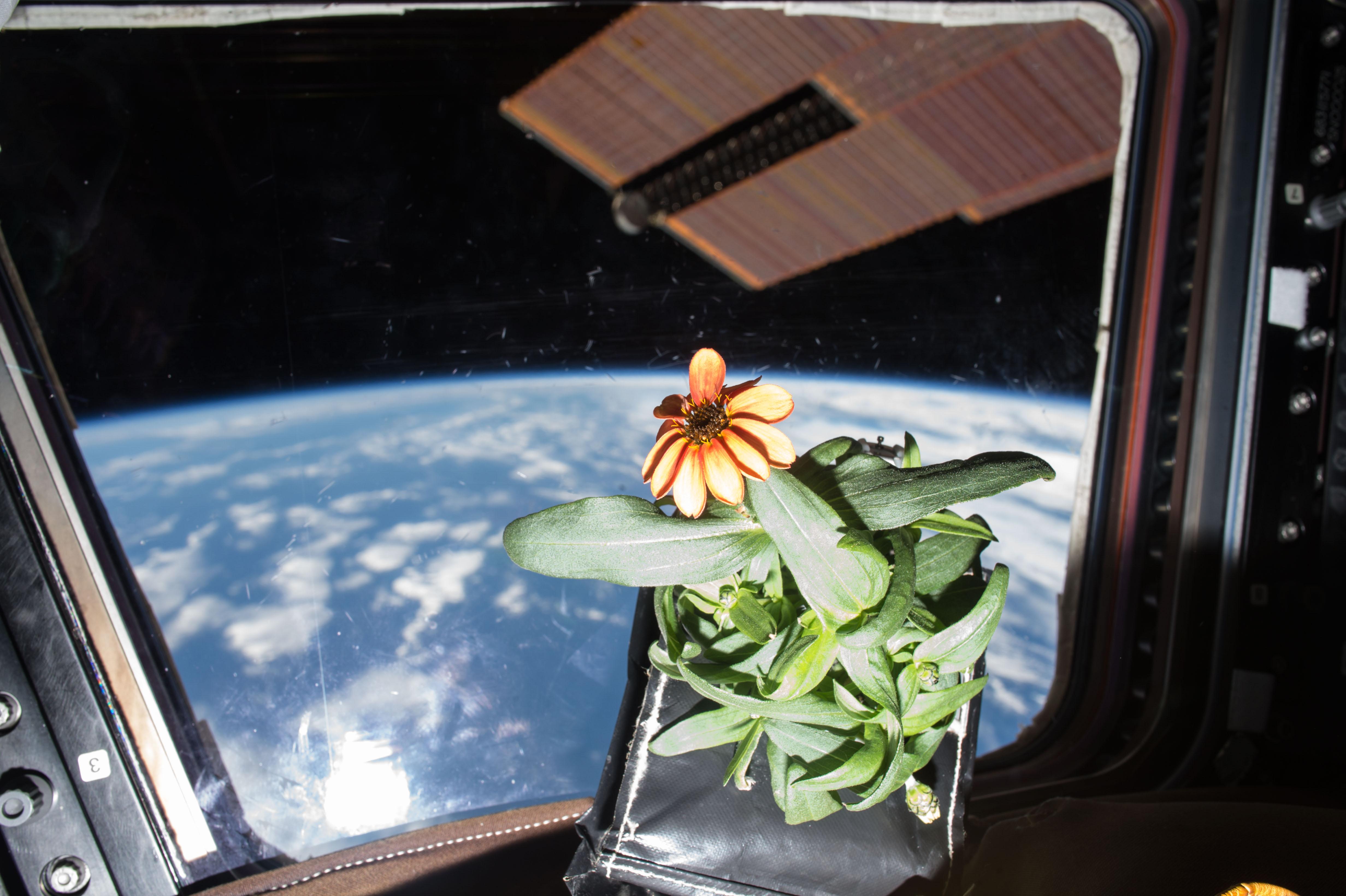 Growing flowers inside the International Space Station
