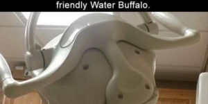 Friendly Water Buffalo wishes you a pleasant short sleep.