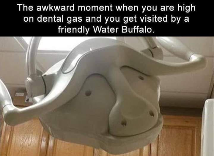 Friendly Water Buffalo wishes you a pleasant short sleep.