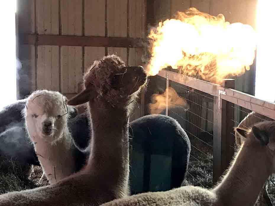 Mother of Llammas, First of His Kind