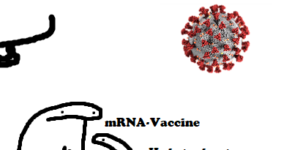 How the mRNA vaccine works, basically.