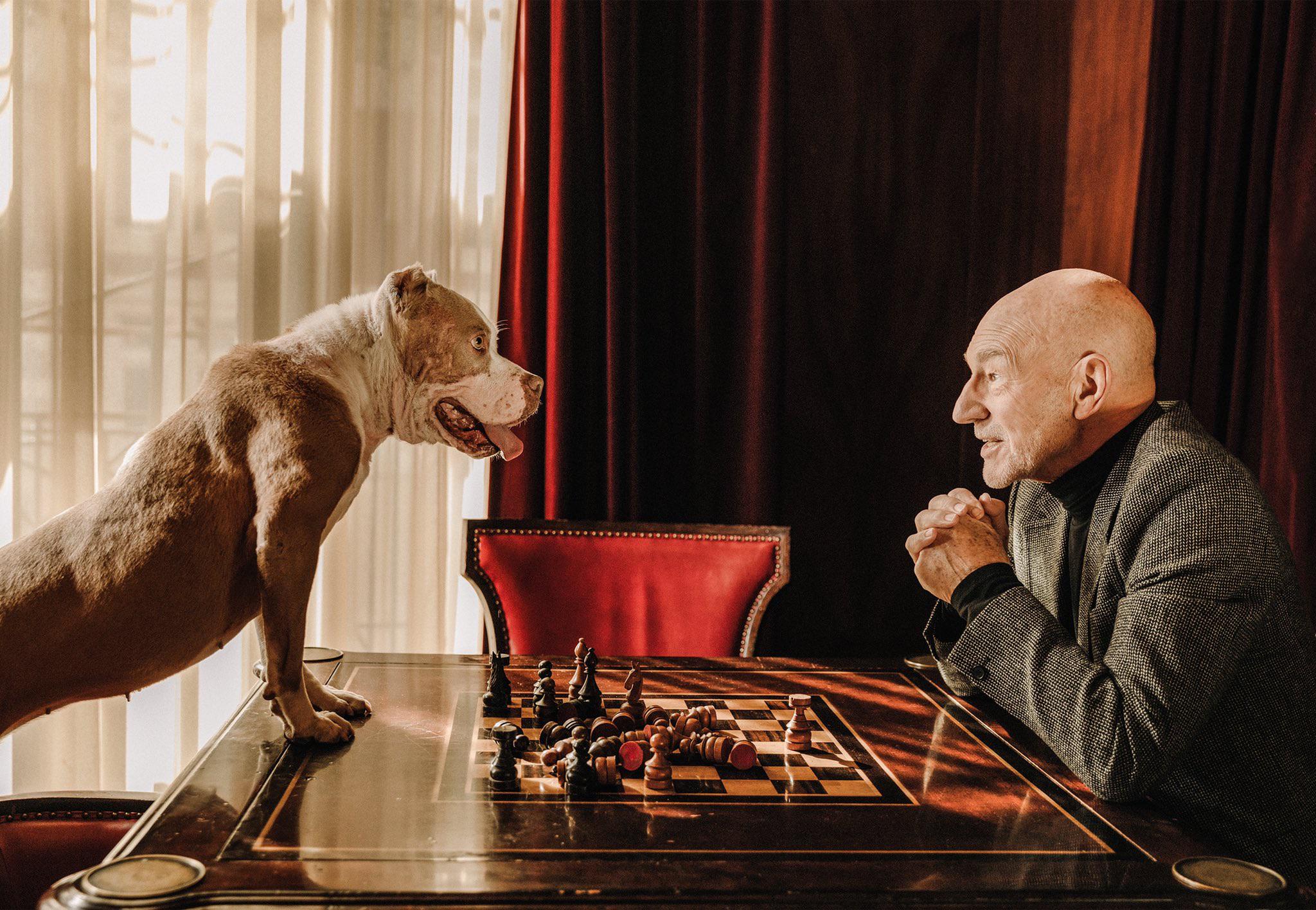 Sir Patrick Stewart playing a very serious game of chess with his foster puppo.