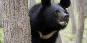 The Asiatic Black Bear can hear you better than most other bear types