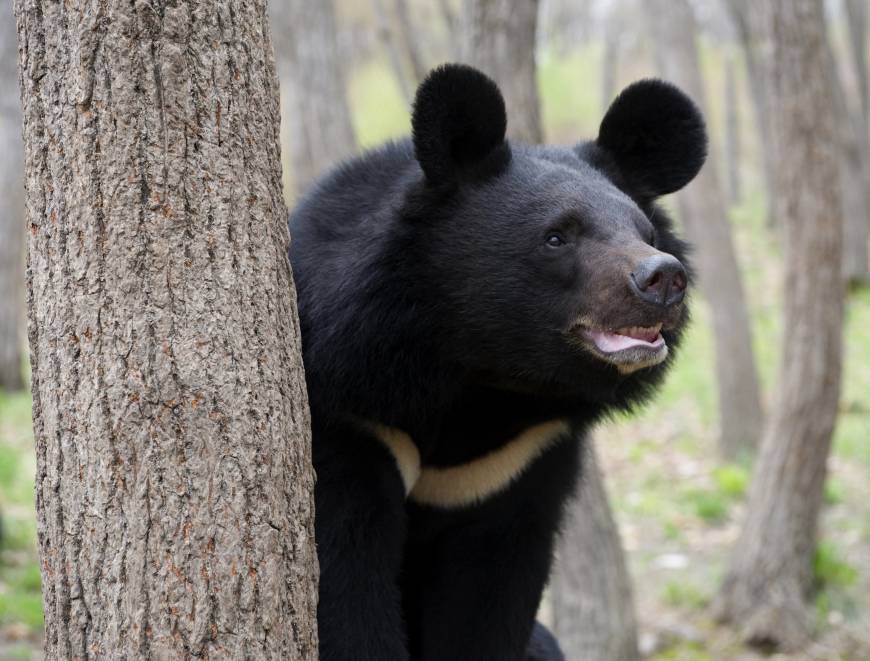 The Asiatic Black Bear can hear you better than most other bear types