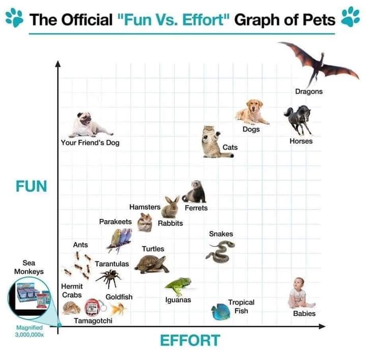 Pet science- fun vs effort.