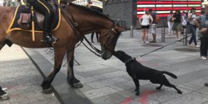 a cautious boop