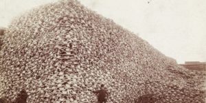 Buffalo skull mountain circa 1875.