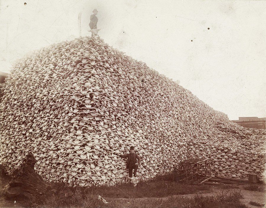 Buffalo skull mountain circa 1875.