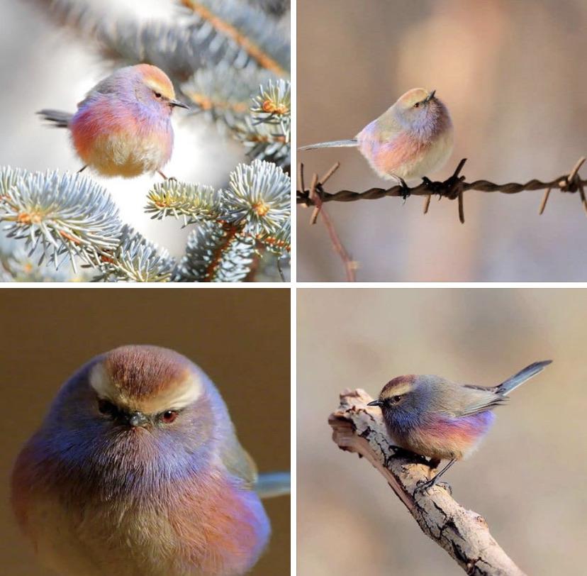 The mighty white-browed tit.