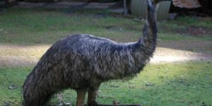 Emus sit oddly.