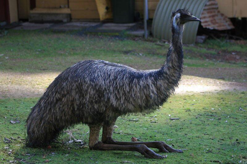 Emus sit oddly.