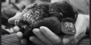 A tuckered out baby platypus photographed by Robert Irwin