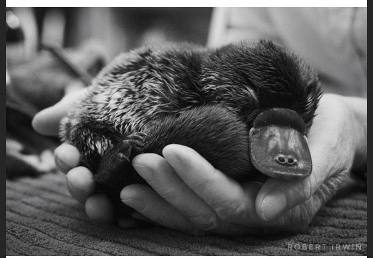 A tuckered out baby platypus photographed by Robert Irwin