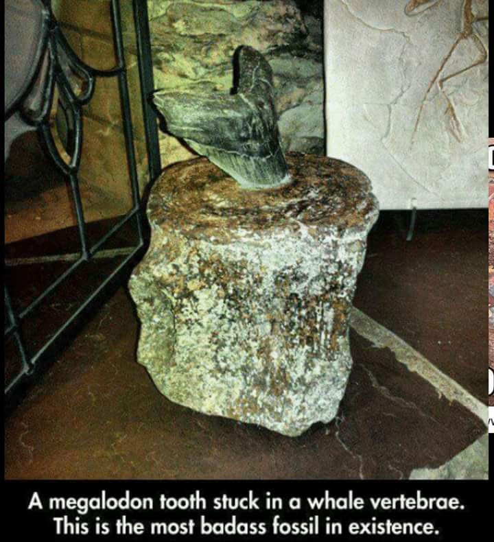 Megalodon tooth stuck in a whale vertebrae.this is the most badass fossil in existence