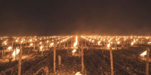 The fires keeping the French vineyards frost free.