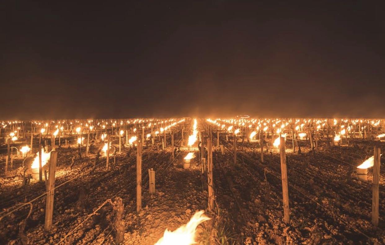 The fires keeping the French vineyards frost free.