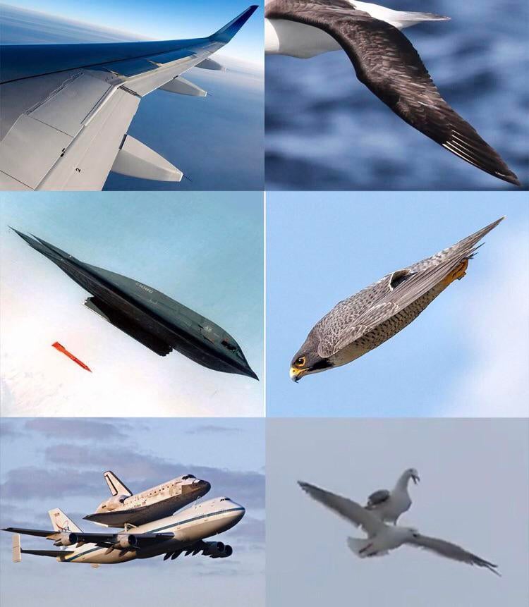 Aeronautics inspired by nature.