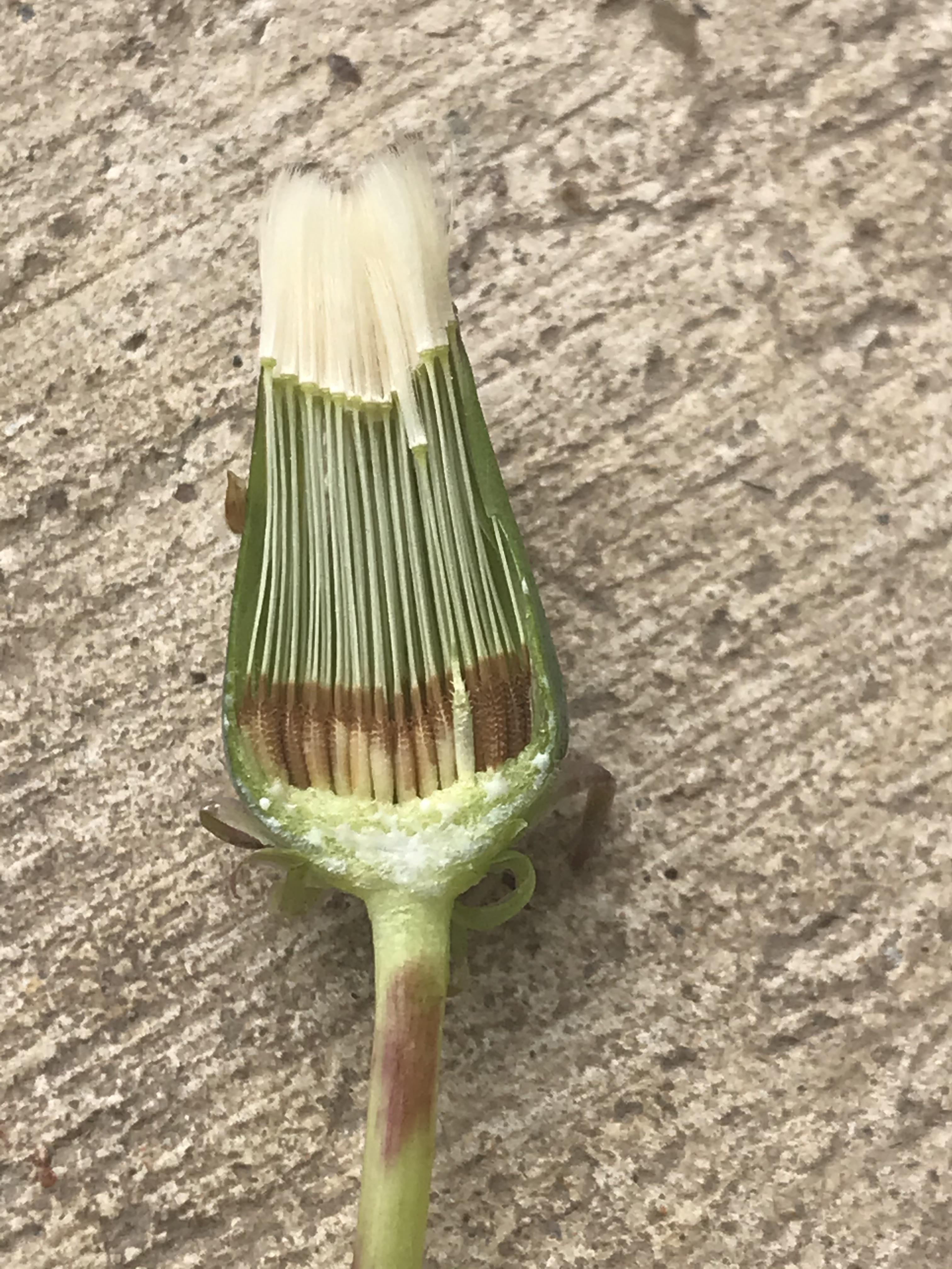 A bisected dandelion seed pod. Spring is coming, BTW.