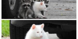 Albino racoons are quite cute.