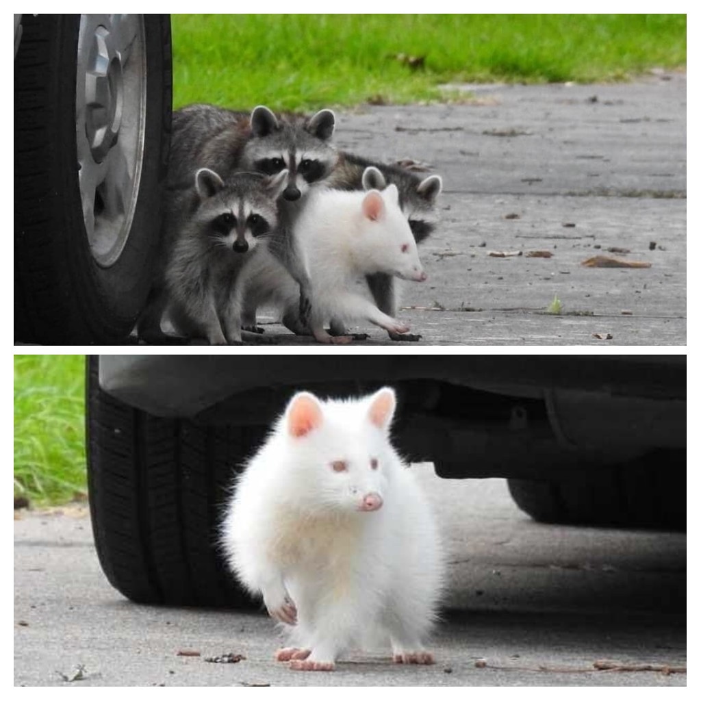 Albino racoons are quite cute.