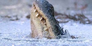 Alligators freeze themselves with their noses out of the ice during blizzards