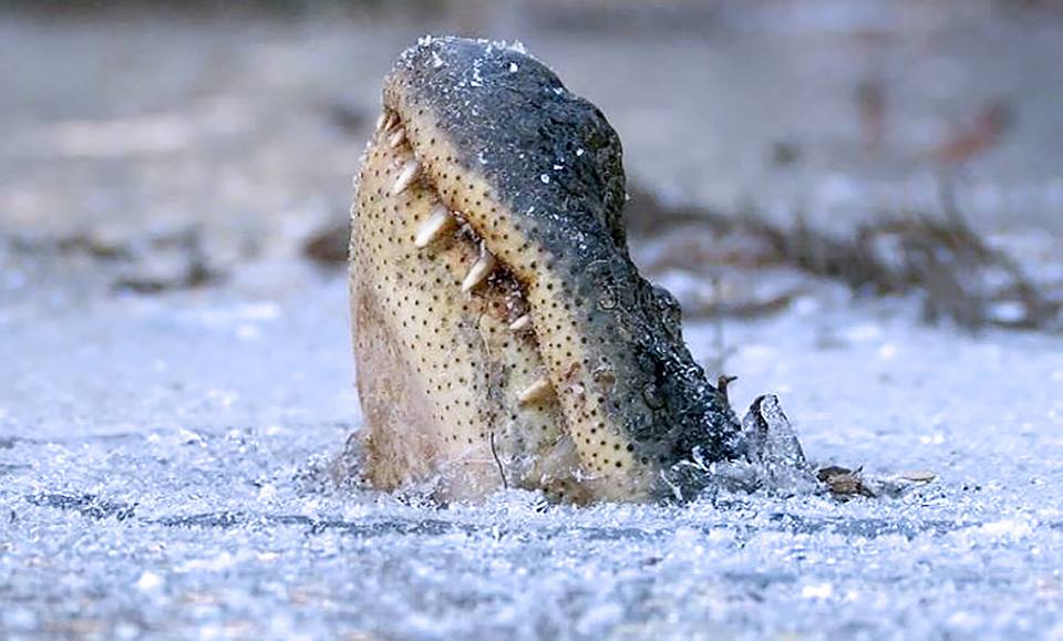 Alligators freeze themselves with their noses out of the ice during blizzards