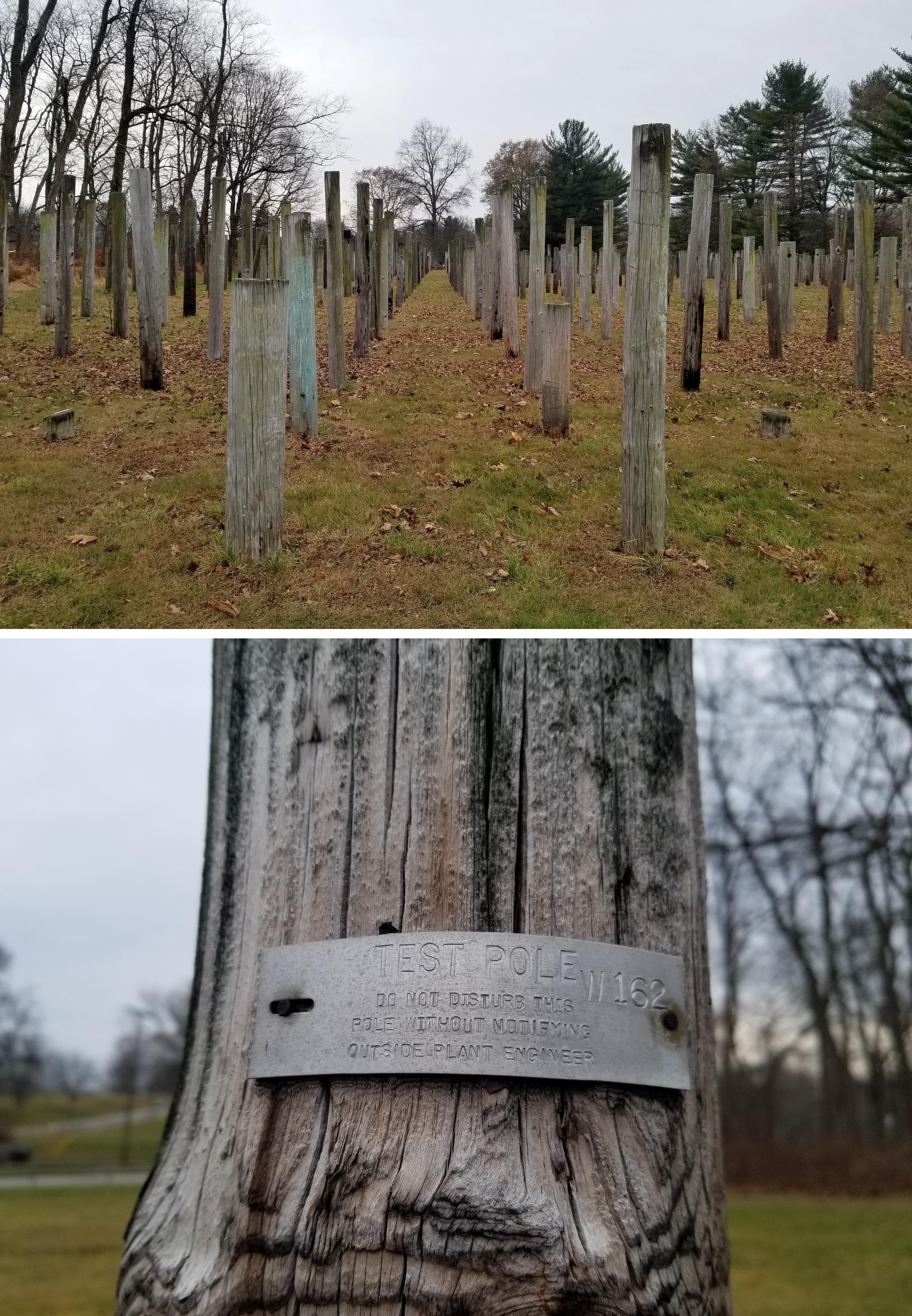 A telephone pole farm from the 1920's, where Bell Laboratories tested pole types