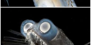 Meet the deep sea telescope fish called Charles.