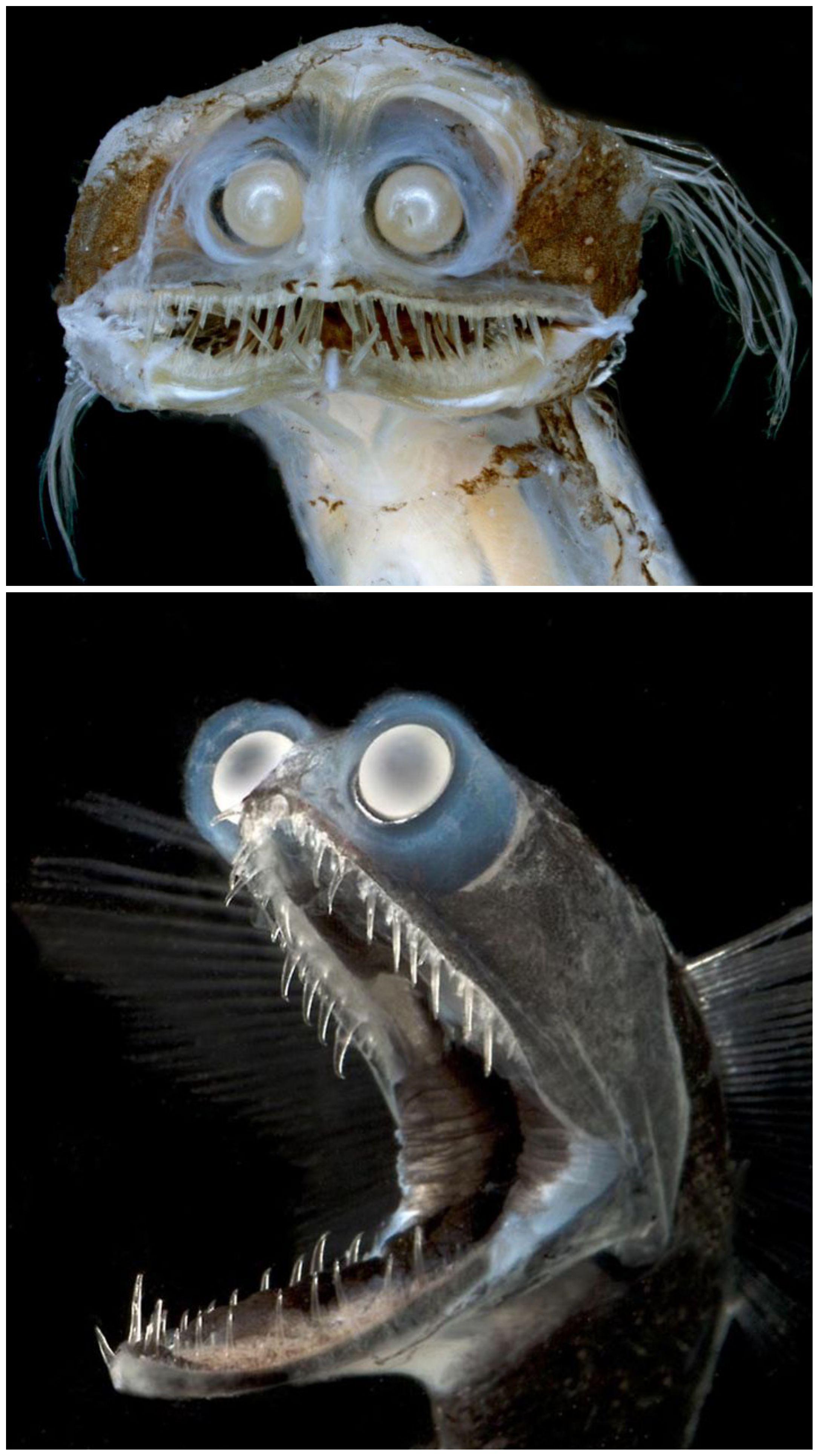 Meet the deep sea telescope fish called Charles. 