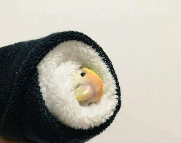 Forbidden sushi.