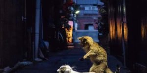 Japanese alley cat fight
