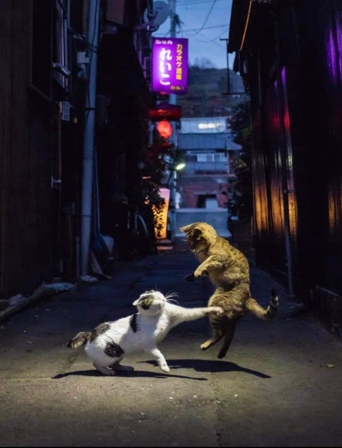 Japanese alley cat fight