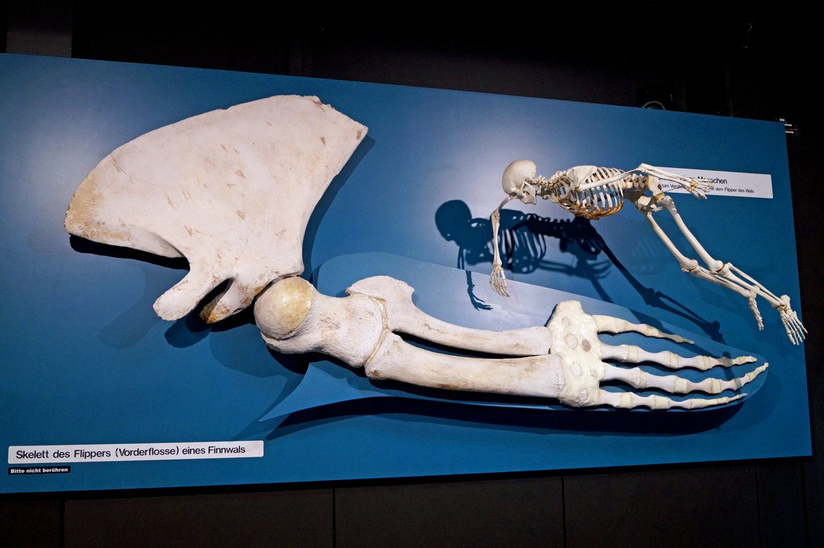 A whale hand next to the complete skeleton of a human.