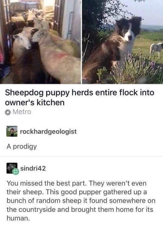 I bring the sheep, you bring the pets.