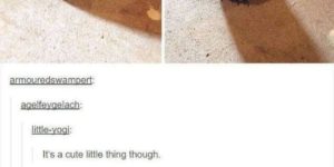 He is chaos.  He is owl.