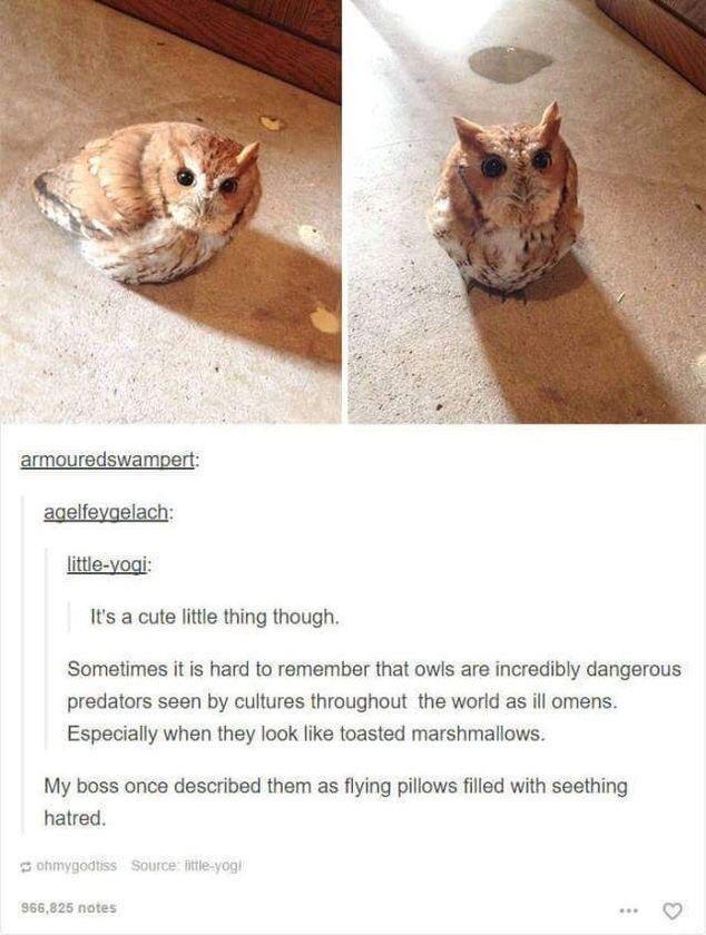 He is chaos.  He is owl.