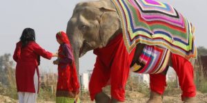 Villagers knit large jumpers to save elephants from near freezing temperature in Mathura, India.