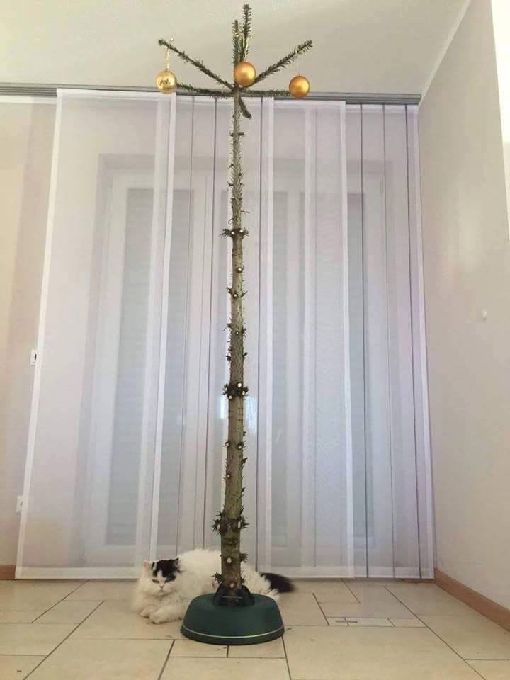Cat proof tree.
