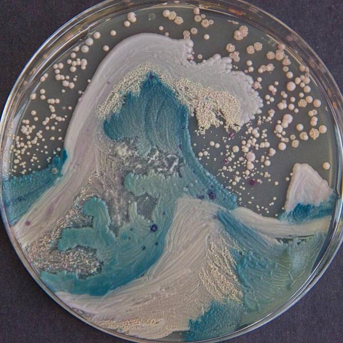 The Wave - painted from bacteria (agar art)