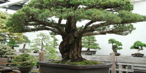 Nearly 400-Year-Old Bonsai Tree that survived the Hiroshima Blast