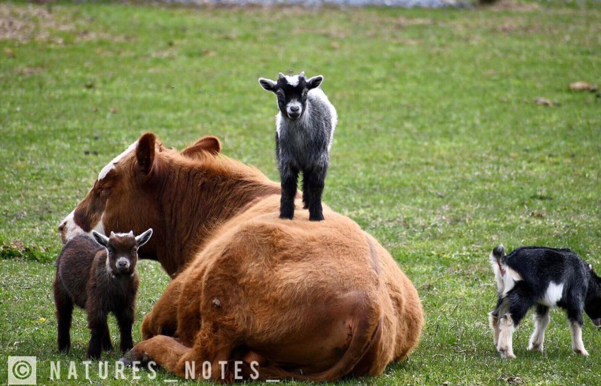 Goats have zero respect for cows. 