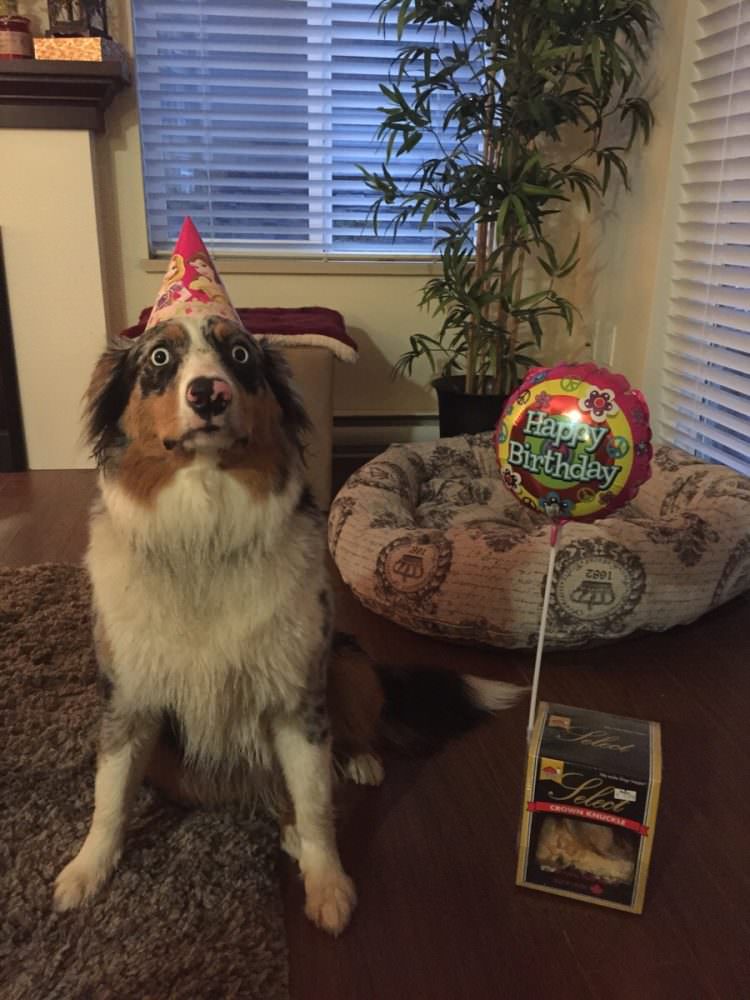 My dog is horrified that it's her birthday