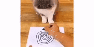 How to hypnotize a cat for fun and profit.