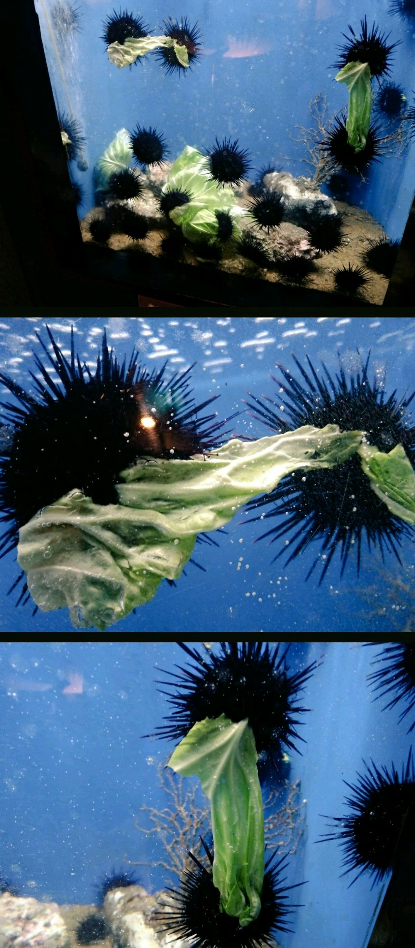 Sea urchins fight over cabbage leaves.