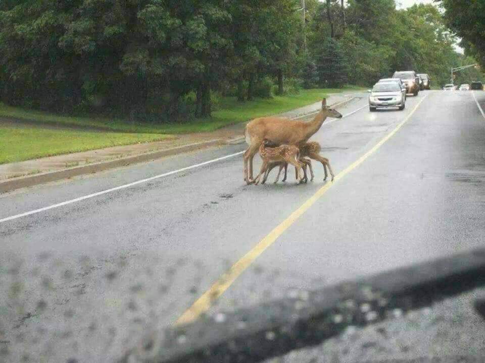 This whole breastfeeding in public thing is getting out of control