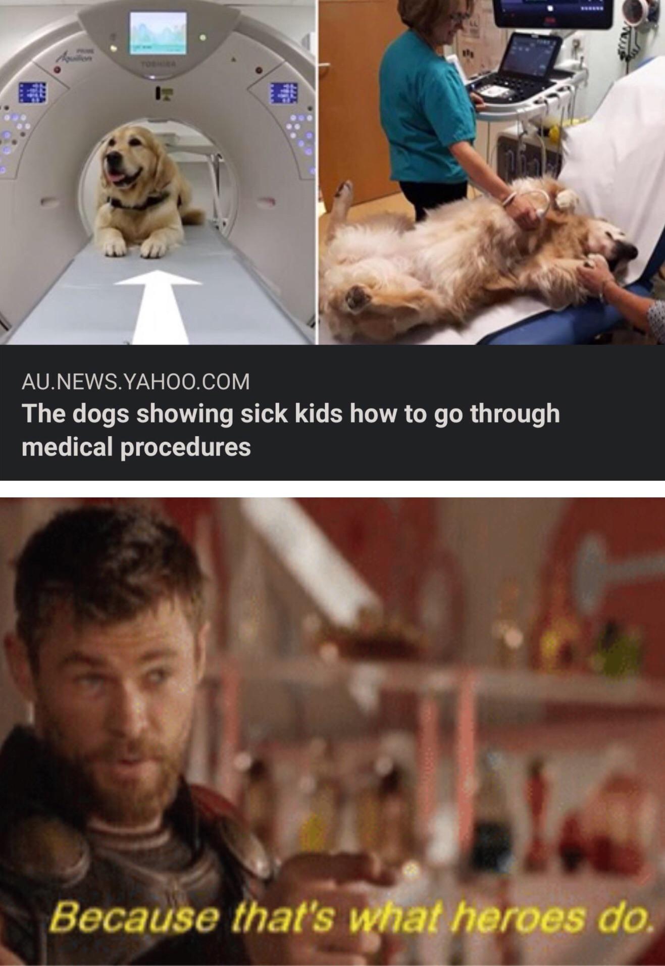 Doggo gets an MRI!
